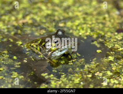 Im frühen Frühjahr verlässt der Eisfrosch seine Winterschlaf Höhle und sie versammeln sich in flachen Teichen und die Männchen rufen die Weibchen. Stockfoto