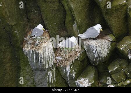 Kittiwake - Nisting auf Klippen Rissa tridactyla Langanes Halbinsel Island BI028837 Stockfoto