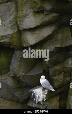 Kittiwake - Nisting auf Klippen Rissa tridactyla Langanes Halbinsel Island BI028838 Stockfoto