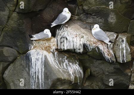 Kittiwake - Nisting auf Klippen Rissa tridactyla Langanes Halbinsel Island BI028839 Stockfoto