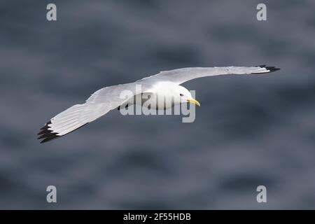 Kittiwake - im Flug über das MeerRissa tridactyla Langanes Halbinsel Island BI028852 Stockfoto