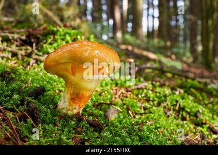 Suillus grevillei - essbarer Pilz. Pilz in der natürlichen Umgebung. Englisch: Greville's bolete and larch bolete Stockfoto