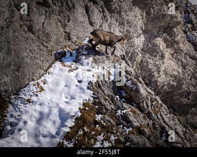 Eine einzelne Gämsenziege, die auf Felsen im Berchtesgaden-Nationalpark steht Stockfoto