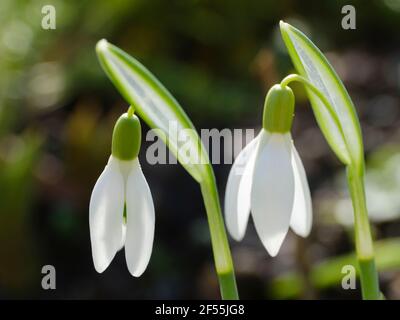 Weiß blühende Schneeglöckchen (Galanthus) Stockfoto