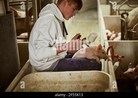 Teenager Junge impfen Ferkel mit Spritze auf Ferkel Stockfoto