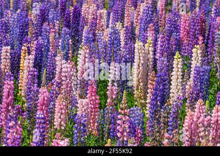 Rosa und violette Lupinen (Lupinus polyphyllus) blühen auf der Frühjahrswiese Stockfoto