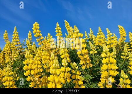 Gelbe Buschlupine (Lupinus arboreus) blüht im Frühjahr Stockfoto