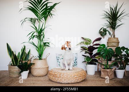 Der Hund starrt, während er auf einem Hocker sitzt, der durch die Zimmerpflanzen dekoriert ist Zu Hause Stockfoto