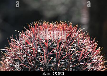 Ferocactus wislizeni (Fishhook Barrel Cactus) ein kugelförmiger Kaktus mit scharf rostigen Stacheln. Stockfoto