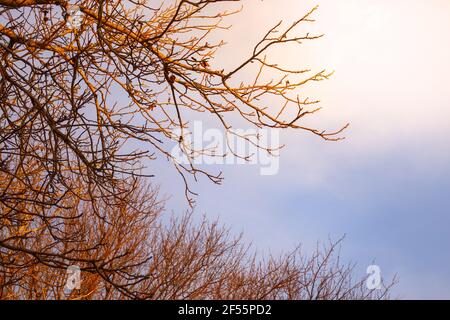 Blättrige Äste gegen den Himmel von der Abendsonne beleuchtet. Natürliche Landschaft im frühen Frühjahr. Stockfoto