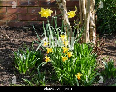 Gelbe Narzissen in Blüte mit grünem Laub unter einem kleinen Baum Stockfoto