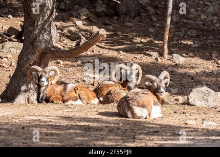 Bergziegen im Tierpark Naturalandia in den Pyrenäen in Andorra. Stockfoto
