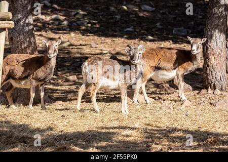 Bergziegen im Tierpark Naturalandia in den Pyrenäen in Andorra. Stockfoto