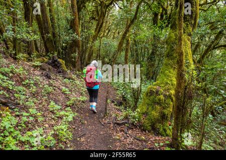 Ältere Frau, die im Garajonay National Park entlang des Fußweges wandert Stockfoto