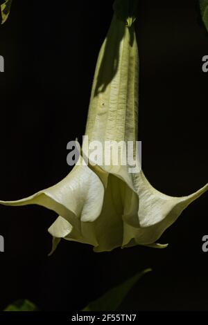 Engelstrompet (Brugmansia), Panama Stockfoto