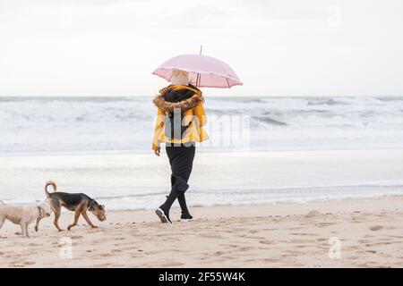 Junge Frau mit Regenschirm, die mit zwei Hunden am Sandstrand entlang läuft Küstenstrand Stockfoto