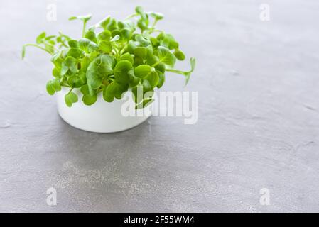 Microgreens von Rettich in Keramik Topf auf grauem Hintergrund Stockfoto