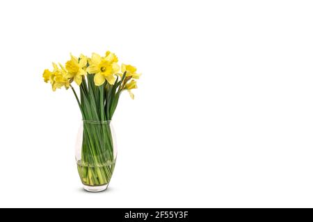 Narzissen in Vase isoliert auf weißem Hintergrund. Stockfoto