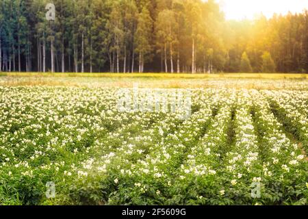 Blühende Kartoffel, Solanum tuberosum, Feld an einem schönen Sommermorgen mit aufgehender Sonne hinter Wald. Geringe Schärfentiefe. Stockfoto