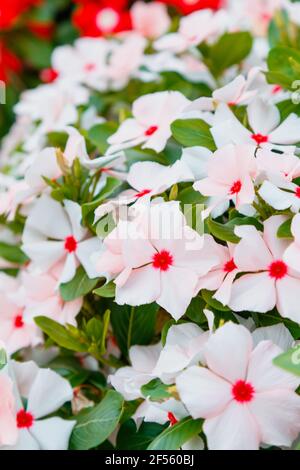 Catharanthus blüht. Sommer rosa weiße Blüten. Nahaufnahme Straße Rasen Blumenbeet von tropischen Blumen, natürlichen Hintergrund. Stockfoto