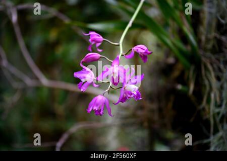 Phalaenopsis buyssoniana eine Orchidee mit violetten Blüten auf einem natürlichen Hintergrund. Stockfoto