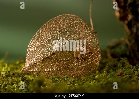 Goldene trockene Physalis auf einem Waldmoos vor grünem Hintergrund Makrofotografie. Stockfoto