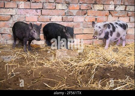 Drei vietnamesische Mini-Schweine vor der Backsteinmauer von Schweinestift Stockfoto