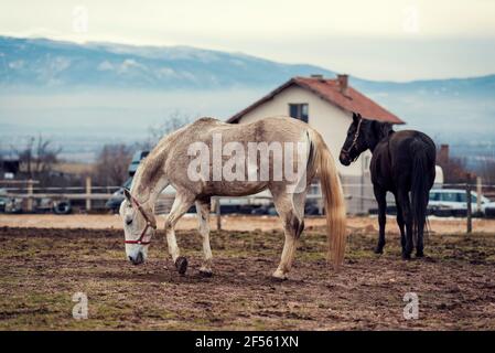 Schmutzige Pferde in einer schlammigen Reitarena mit elektrischem Zaun Auf dem Land Reiten Ranch Stockfoto