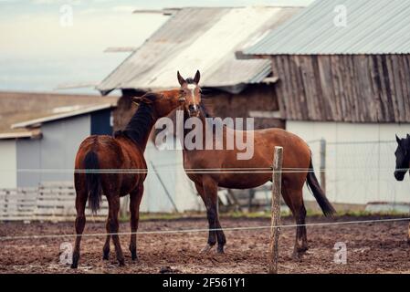 Schmutzige Pferde in einer schlammigen Reitarena mit elektrischem Zaun Auf dem Land Reiten Ranch Stockfoto