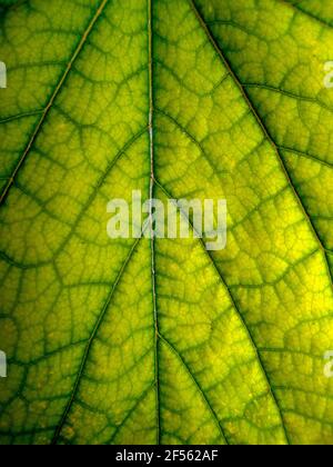 Eine schöne beruhigende lebendige grüne Textur oder Hintergrund mit viel Kopieplatz ist mit diesem Makro-Foto von einem östlichen Rotbuds Blatt gesehen. Bokeh. Stockfoto