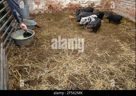 Vietnamesische Mini-Schweine bekommen Futter in ihre Futterschalen Schweinestall Stockfoto