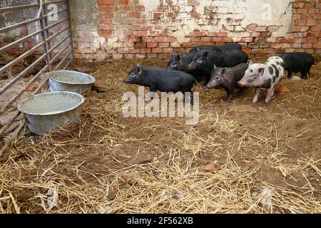 Vietnamesische Mini-Schweine bereit, von Futterschalen in zu essen Schweinestall Stockfoto