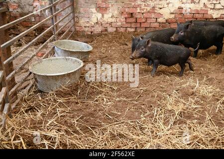 Vietnamesische Mini-Schweine bereit, von Futterschalen in zu essen Schweinestift Stockfoto