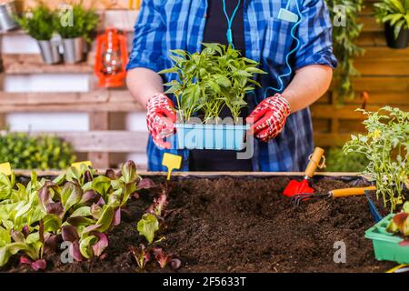 Junger Mann, der einen kleinen grünen Pfeffer-Keimling in der Schale hält Sein Stadtgarten Stockfoto