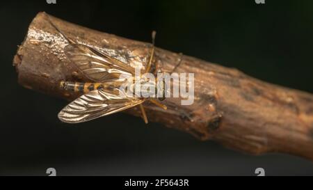 Raubfliege mit grünen Augen, auch Assassine-Fliegen genannt Stockfoto