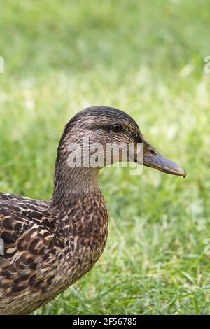 Vertikale Nahaufnahme Seitenansicht einer braunen weiblichen Stockente auf dem Weg zum Wasser. Stockfoto