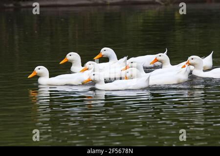 Horizontale Ansicht eines kleinen Schwarms deutscher Pekinenten Machen Sie einen synchronisierten Wassertanz auf dem Pecotonica River in Freeport Illinois Stockfoto