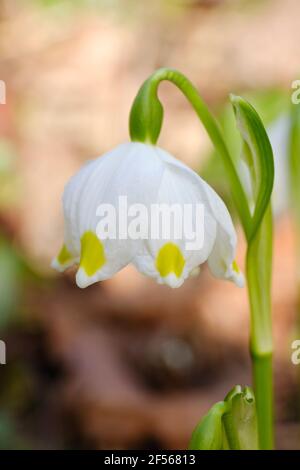 Weiße blühende Frühlingsschneemuppe (Leucojum vernum) Stockfoto