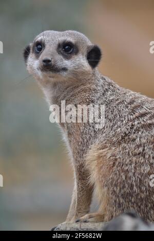 Erdmännchen - Suricata suricatta - Portrait EINES Erdmännchen - Kleines Felltier Mit Spitzer Schnauze Und Großen Augen - Fleischfressend - Stockfoto