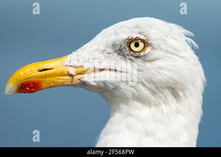 Closeup Portrait eines europäischen Silbermöwe (Larus argentatus) Stockfoto
