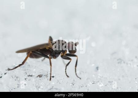 Kleine Mistfliege (Sphaeroceridae), die auf Schnee läuft Stockfoto