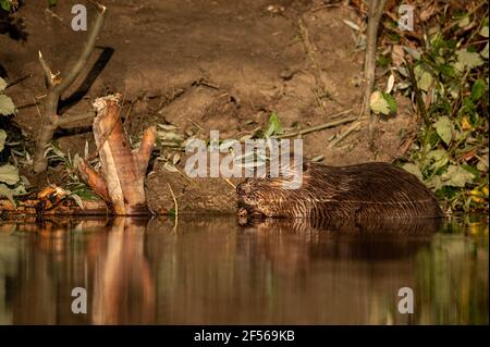 Ein Biber isst an einem sonnigen Morgen im Sommer, Donau in Wien (Österreich) Stockfoto