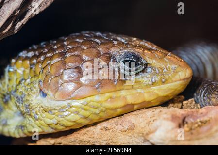 Porträt eines ruhenden Alligators Lizzard Stockfoto
