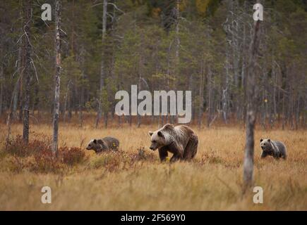 Finnland, Kuhmo, Nordkarelien, Kainuu, Braunbär (Ursus arctos) Weibchen mit Jungen im Feld Stockfoto