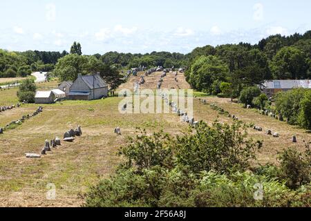 Einige der mehr als 3000 Menhire aus dem Neolithikum in Carnac, Bretagne, Frankreich Stockfoto