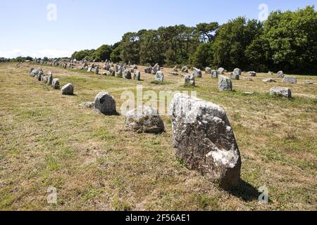 Einige der mehr als 3000 Menhire aus dem Neolithikum in Carnac, Bretagne, Frankreich Stockfoto