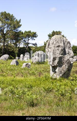 Einige der mehr als 3000 Menhire aus dem Neolithikum in Carnac, Bretagne, Frankreich Stockfoto