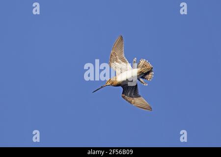 Schnecke - Trommeln im FlugeGallinago gallinago Lake Myvatn Island BI029015 Stockfoto