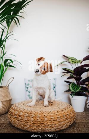 Niedlicher Hund starrt, während er im Leben auf einem Hocker sitzt Zimmer zu Hause Stockfoto