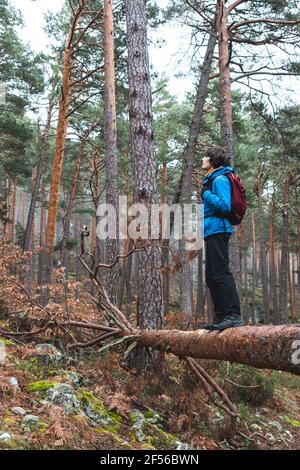 Männlicher Wanderer, der im Herbstwald auf einem umgestürzten Baum steht Stockfoto